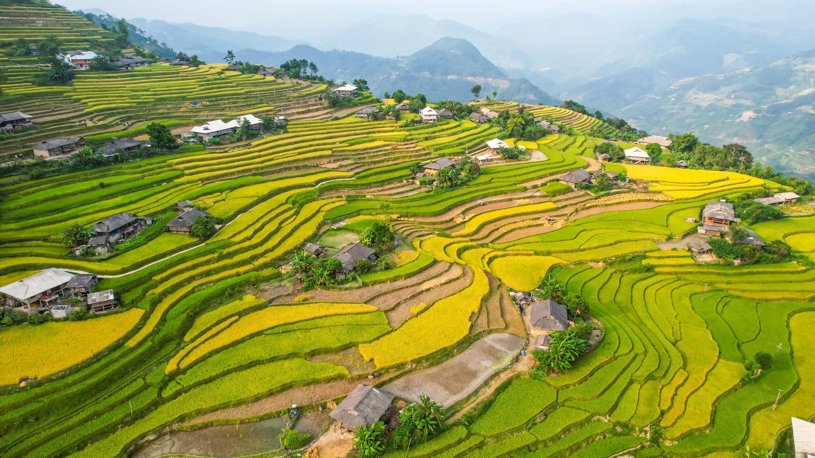 Las terrazas de arroz Las terrazas de arroz