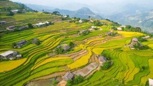 Terrazas de arroz en el norte de Vietnam