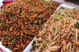 insect
