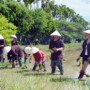 Turismo agrícola en Vietnam: sembrar experiencias, cosechar memorias